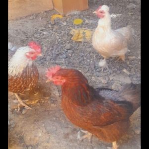 مرغ تخمگذار