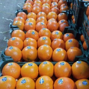 پرتقال برای صادرات
