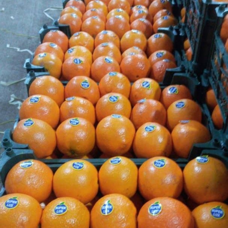 پرتقال برای صادرات