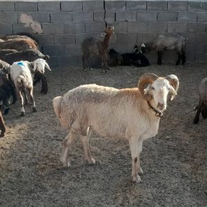 گوسفند زنده