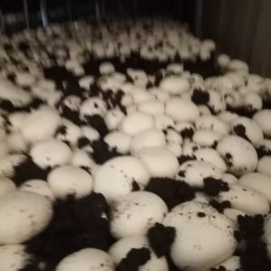 قارچ دکمه‌ای