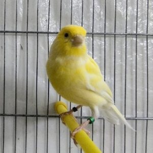فروش تعدادی قناری
