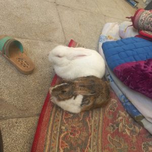 خرگوش چشم شرابی نر وماده قهوه‌ای