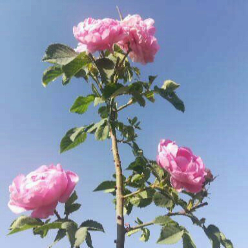 نقاشی ساختمان مشهد