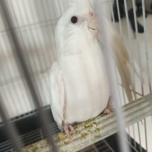 عروس هلندی مخصوص خاص پسندان