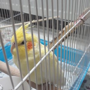 عروس هلندی نر سالم