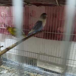 طوطی کوتوله مولد با تخم