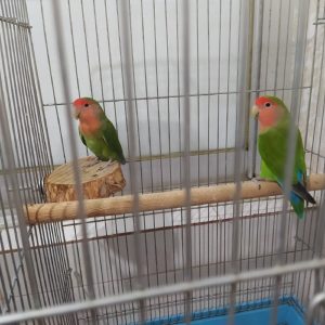عروس هلندی