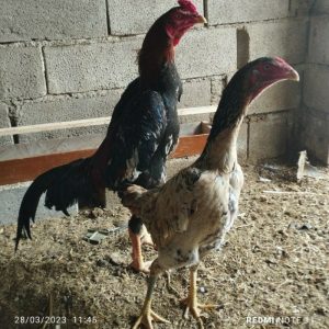 مرغ و خروس لاری باهم جفتن