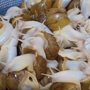 فروش حلزون آلبینو