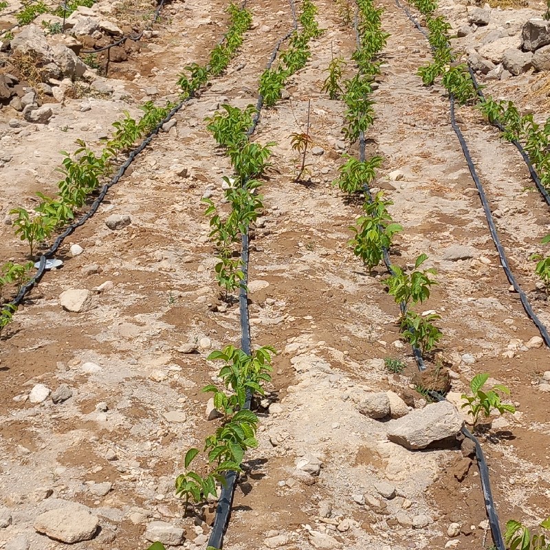 نهالستان
