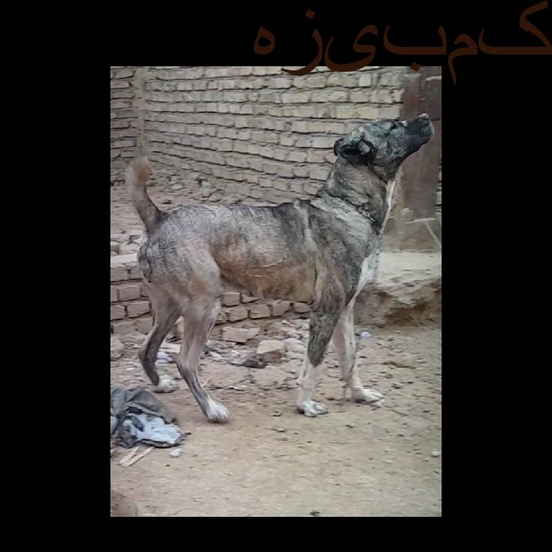 ماده افغان