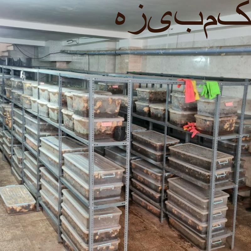نماینده رسمی فروش حلزون