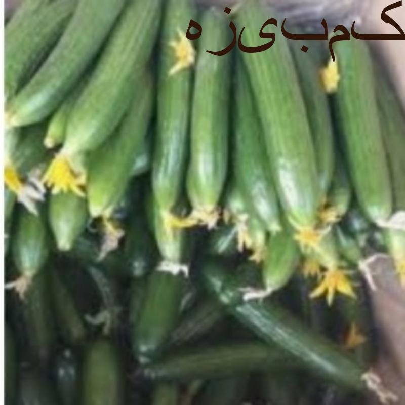 خیار محلی تازه عمده