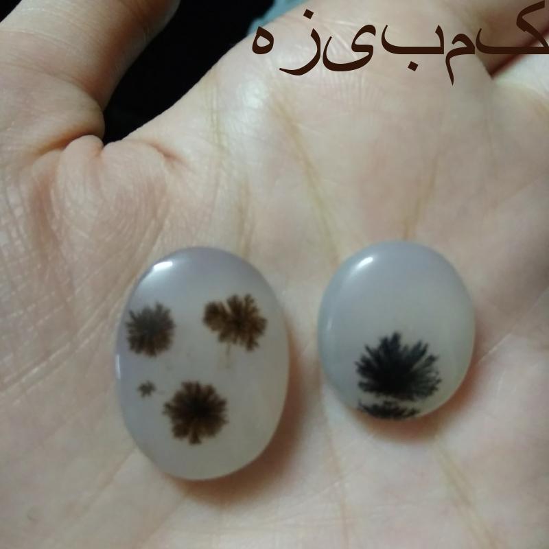نگین شجر قائن طبیعی اصلی