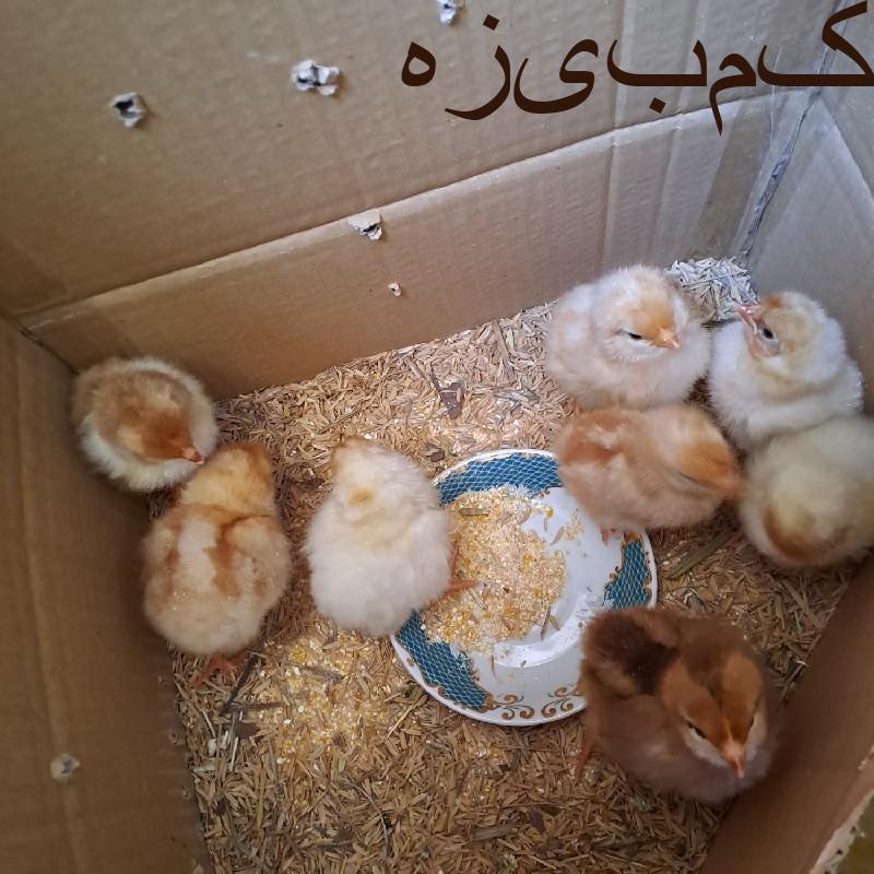 جوجه مرغ و خروس تخم گذار لوهمن دوهفته ای