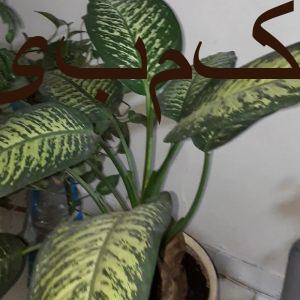 فروش همه گل ها یک جا