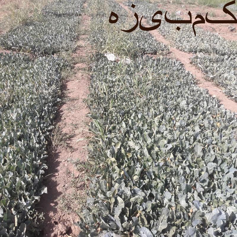 نشاstdزودرس