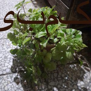 گل عروس