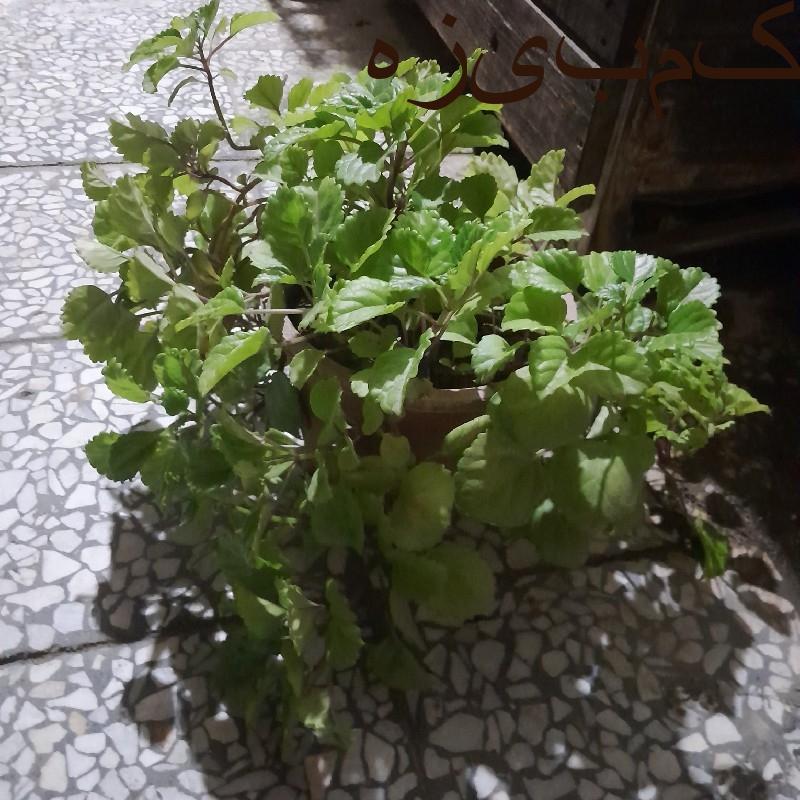 گل عروس