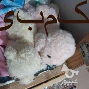 عروسک خرسی قابل شستشو میباشد وعروسک سگ غیر قابل