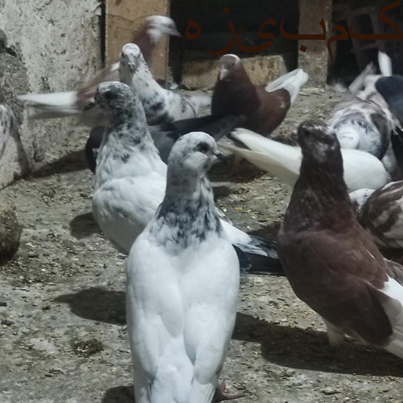 کبوتر پرشی