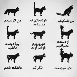 فهم زبان گربه از روی دم