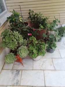 گلهای آپارتمانی سایه دوست