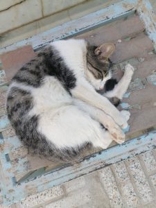 گربه سخنگو