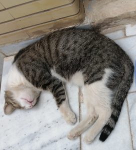 گربه سخنگو