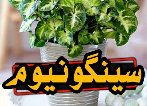 نگهداری از سینگونیوم