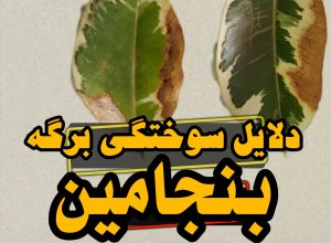 سوختگی برگ بنجامین