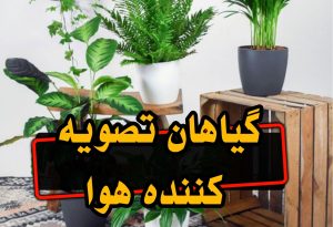 گل های آپارتمانی تصفیه هوا