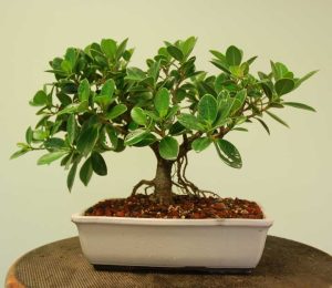 گل درختی طبیعی