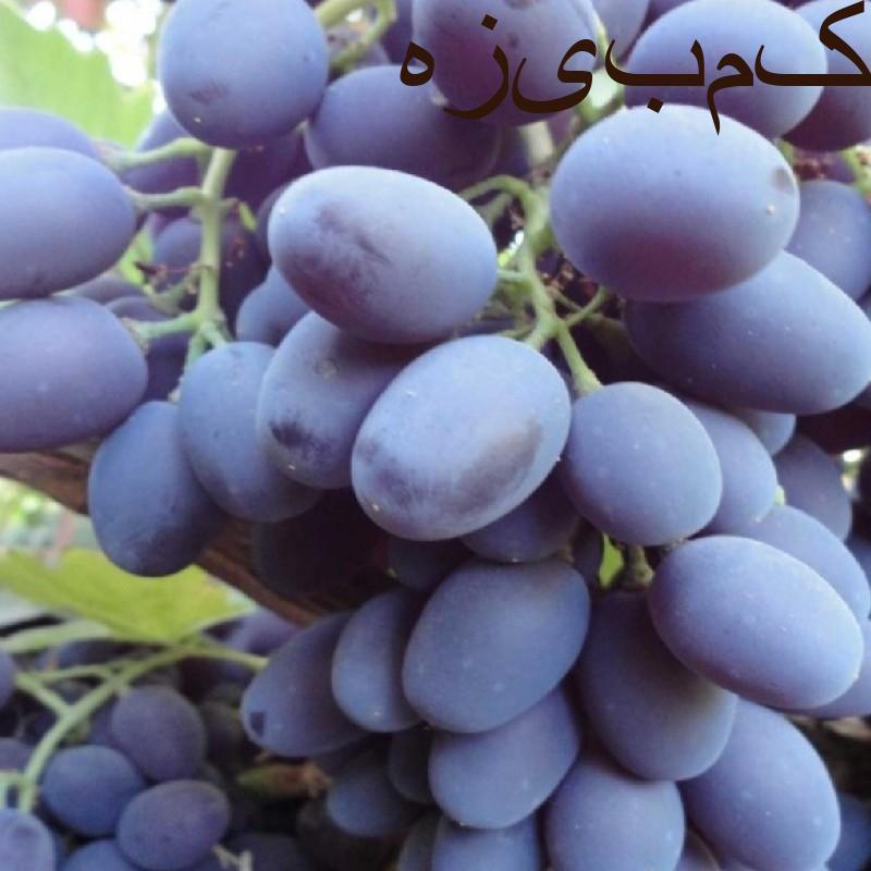 انگور