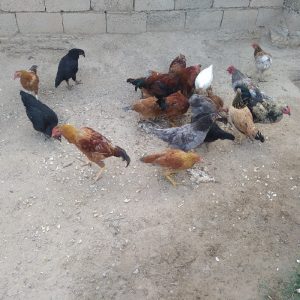جوجه ومرغ محلی