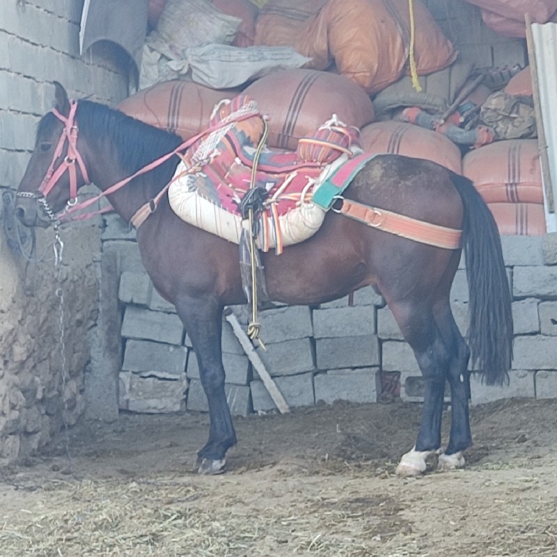 فروشی اسب چهار ساله