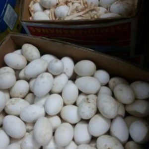 تخم غاز محلی