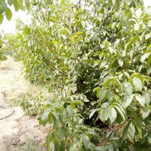 گردو پوست کاغذی با مغز سفید