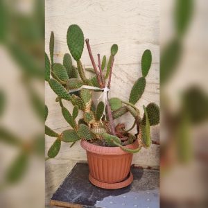 گل کاکتوس و آلوورا و گل صخره ای
