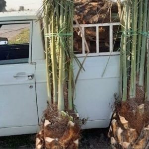 فروش انواع نخل خرما تضمینی