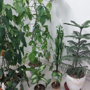 گلهای اپارتمانی