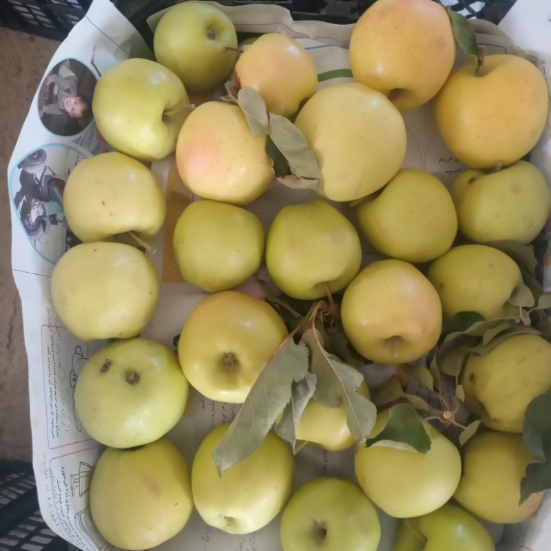 سیب زردمحلی ارگانیک