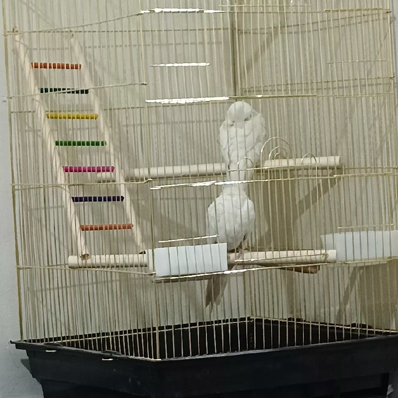 عروس هلندی