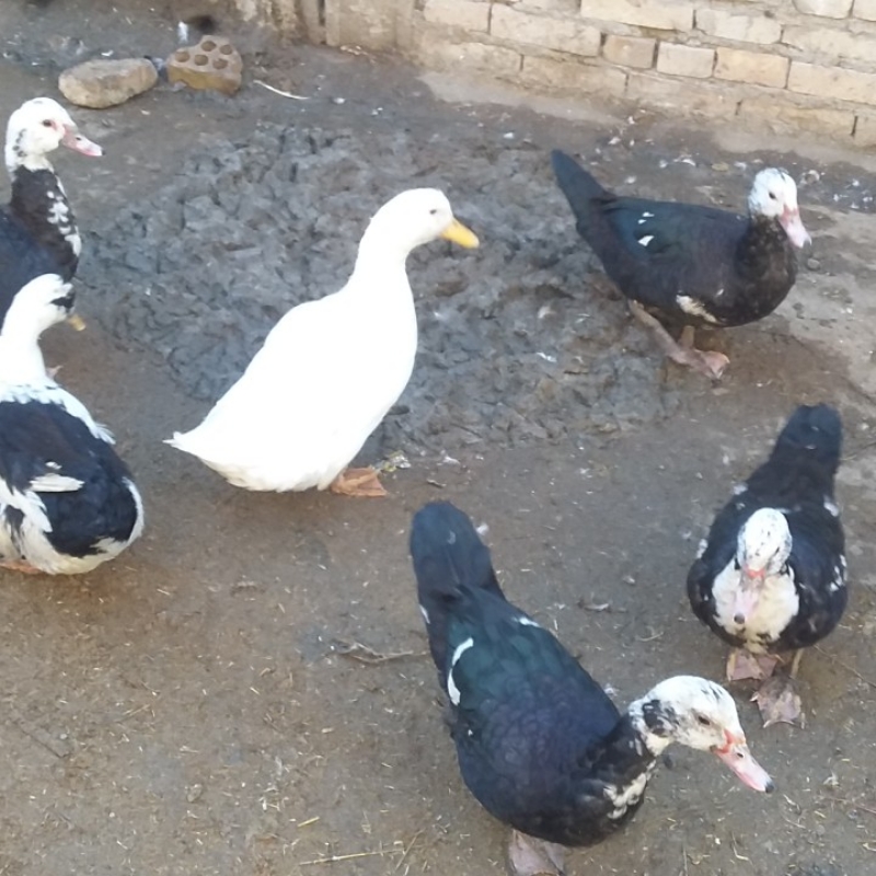 اردک