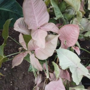 گل اسکاندیس ابلق وسینگینیوم سبز وقرمز