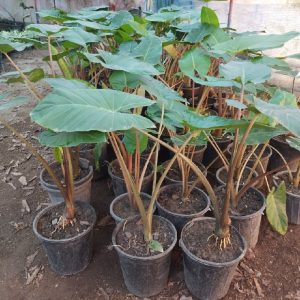گل بابا آدم تنه قرمز