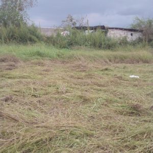 چمن زنی کار با دستگاه علف گمار قیمت مناسب