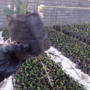 یاس هلندی  نشایی قلم