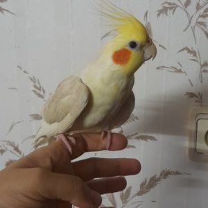 دوتا عروس هلندی ۷ماهه